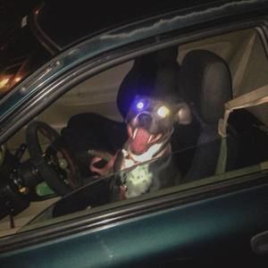 Meet your Posher, Shane